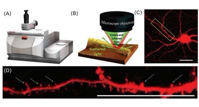 科学家借助全新非接触式亚微米红外光谱   成功直观揭示神经元中淀粉样蛋白聚集机理